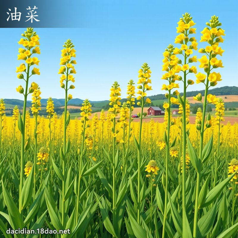 油菜 - 國語大辭典配圖
