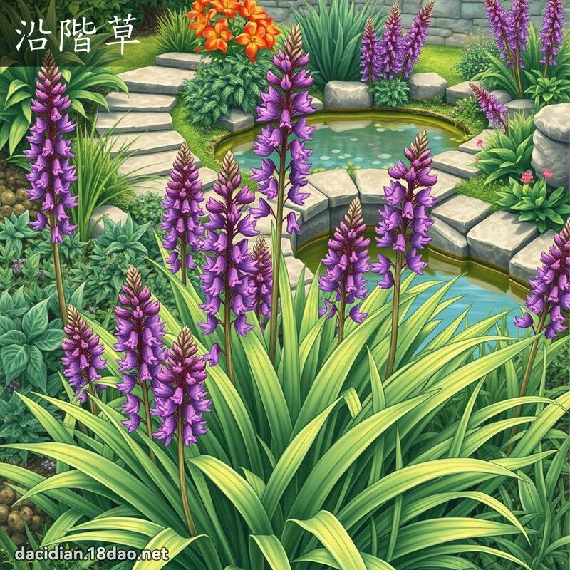 沿階草 - 國語大辭典配圖