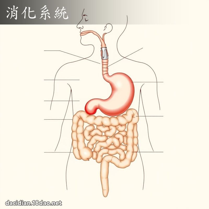 消化系统 - 国语大辞典配图