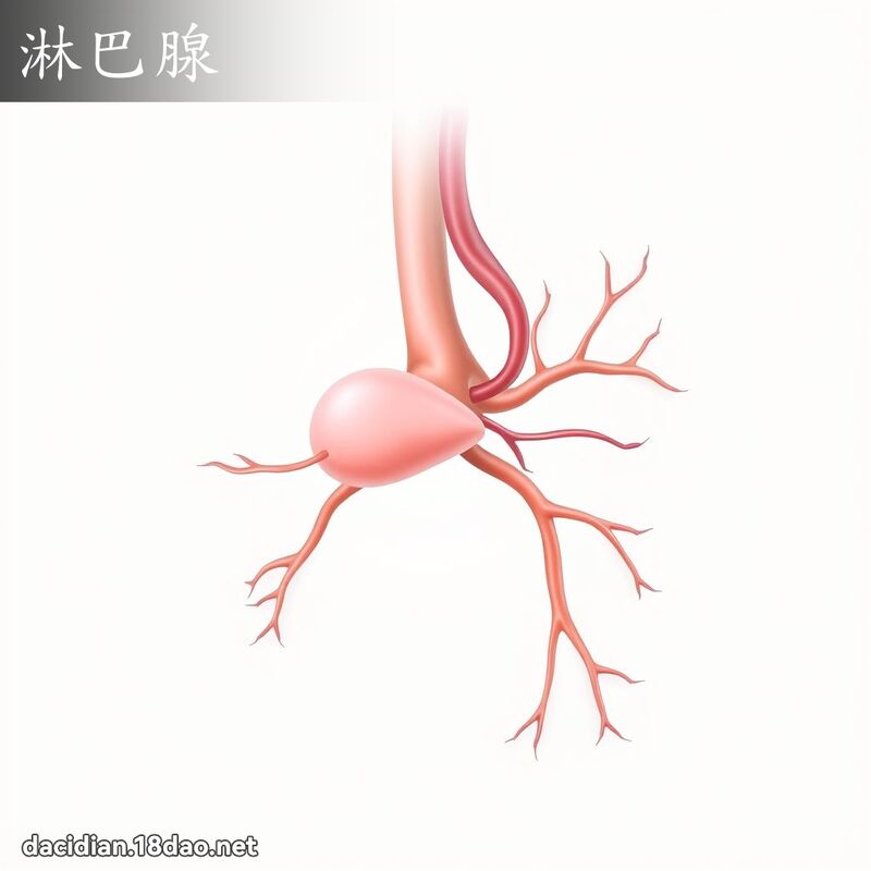 淋巴腺 - 国语大辞典配图
