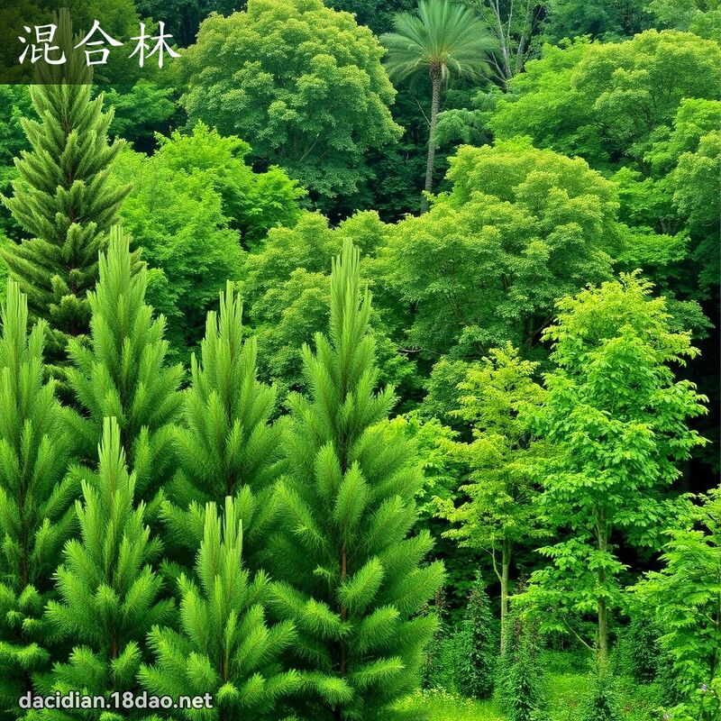 混合林 - 國語大辭典配圖