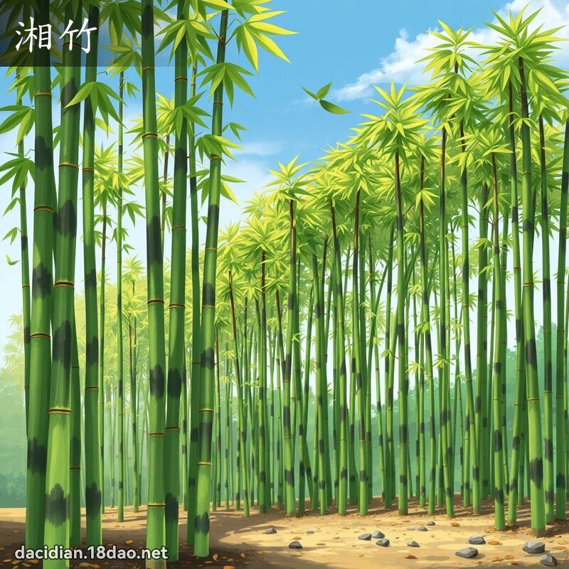 湘竹 - 國語大辭典配圖