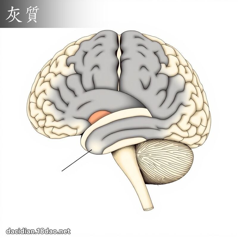 灰质 - 国语大辞典配图