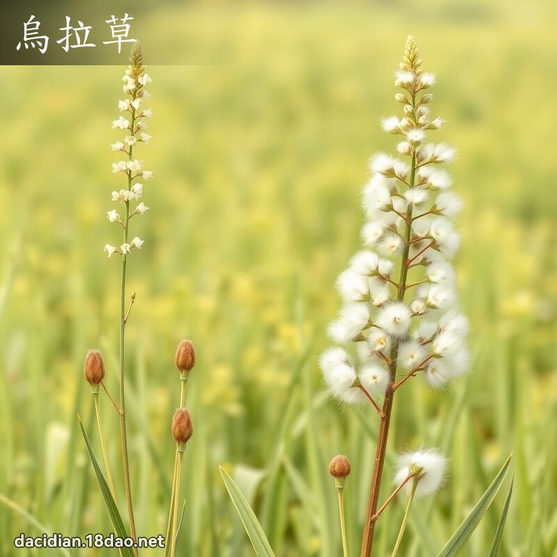 烏拉草 - 國語大辭典配圖
