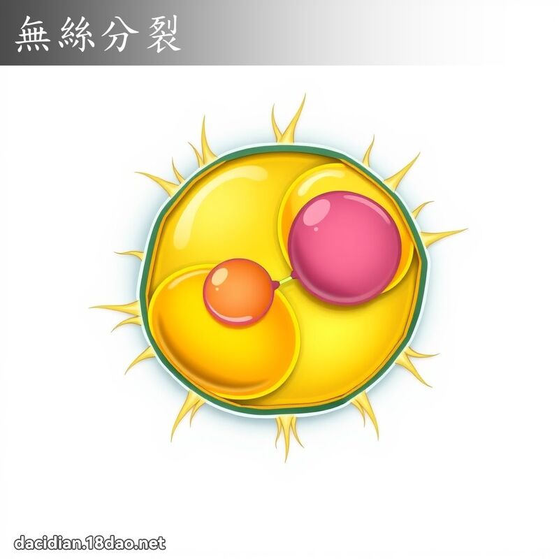 无丝分裂 - 国语大辞典配图