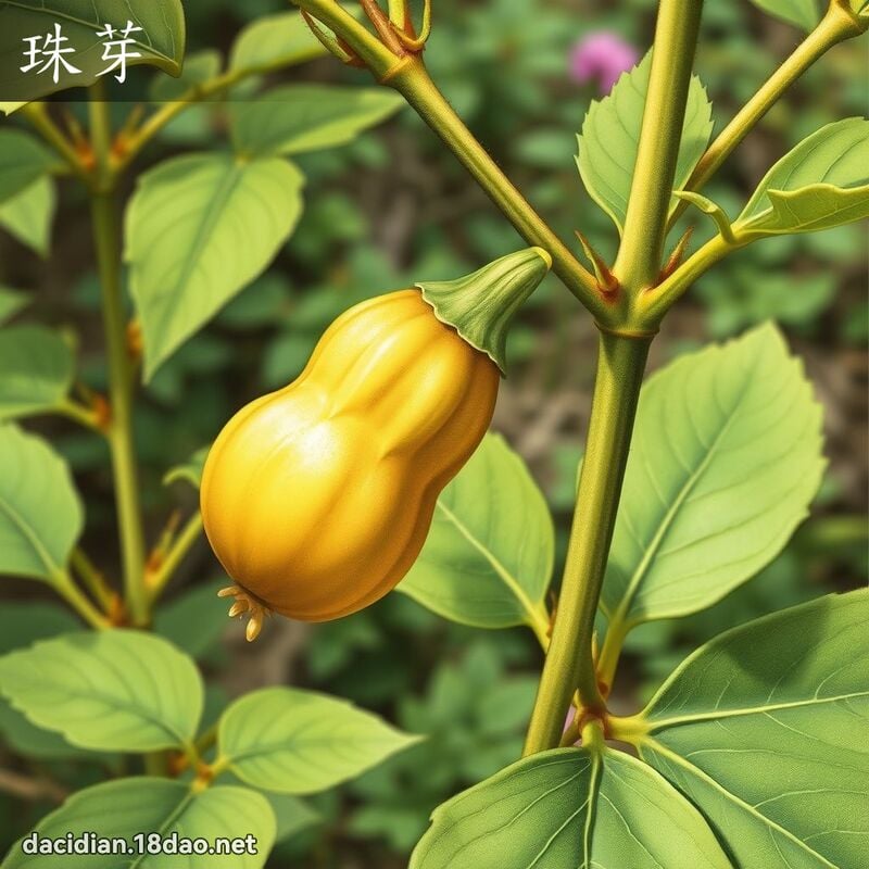珠芽 - 国语大辞典配图