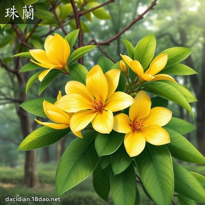珠蘭 - 國語大辭典配圖