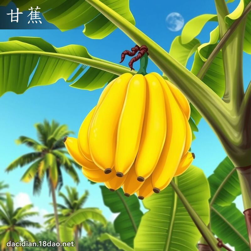 甘蕉 - 國語大辭典配圖