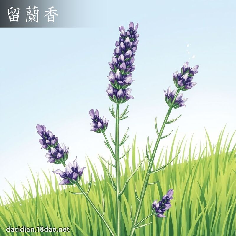留蘭香 - 國語大辭典配圖
