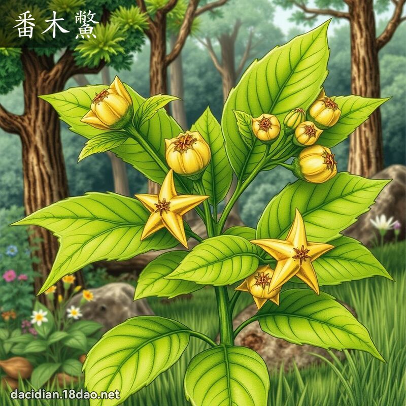 番木鱉 - 國語大辭典配圖
