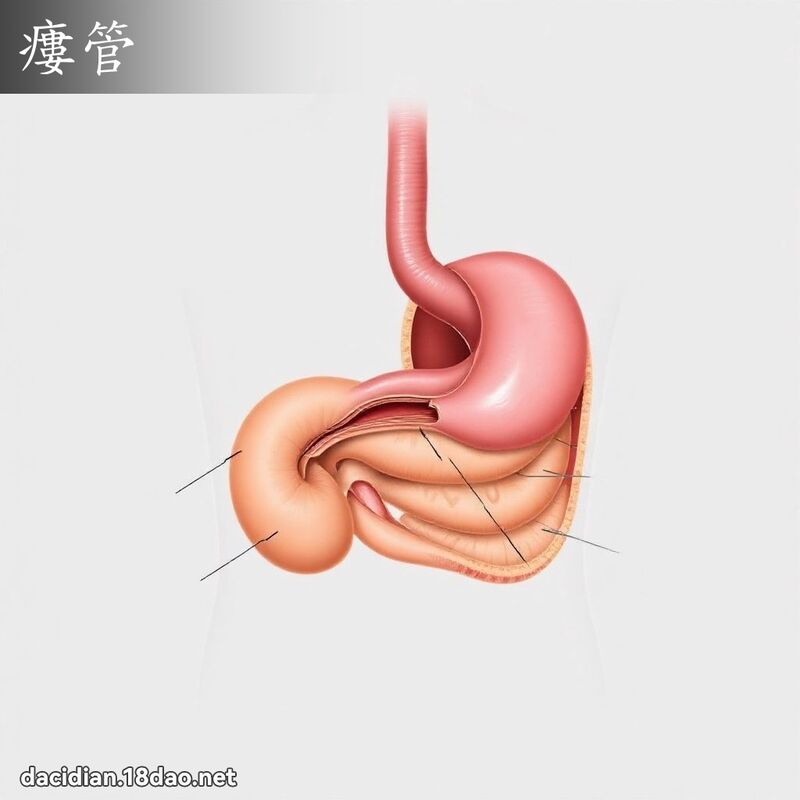 瘻管 - 國語大辭典配圖