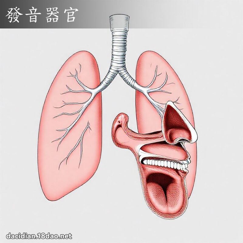 發音器官 - 國語大辭典配圖