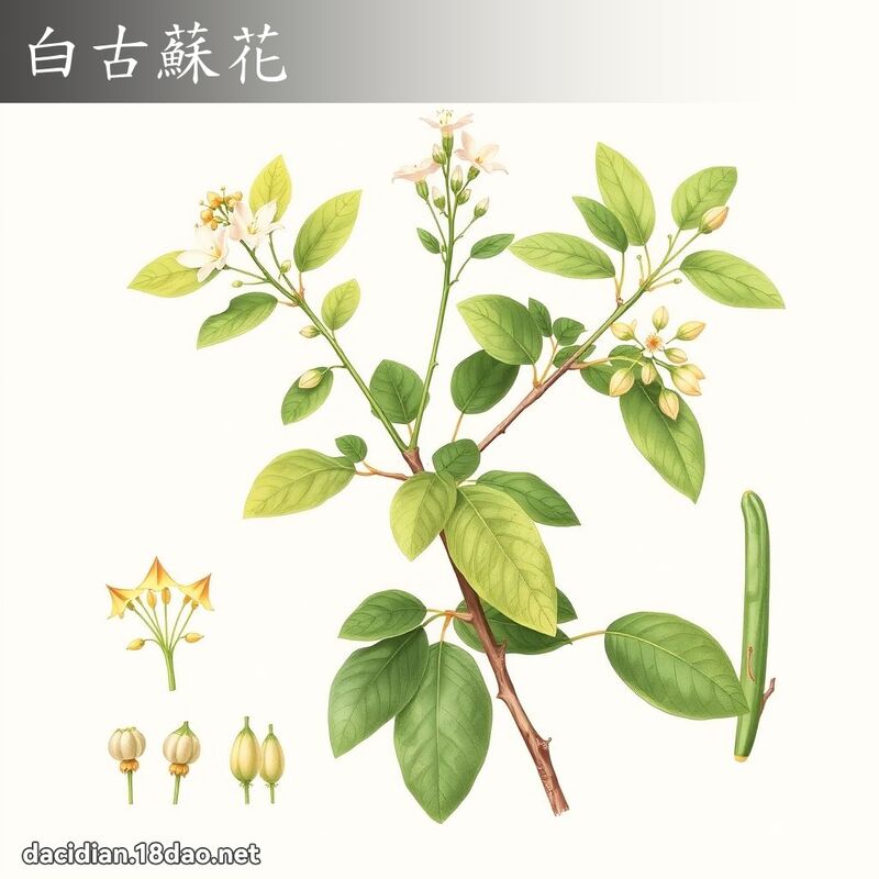 白古苏花 - 国语大辞典配图