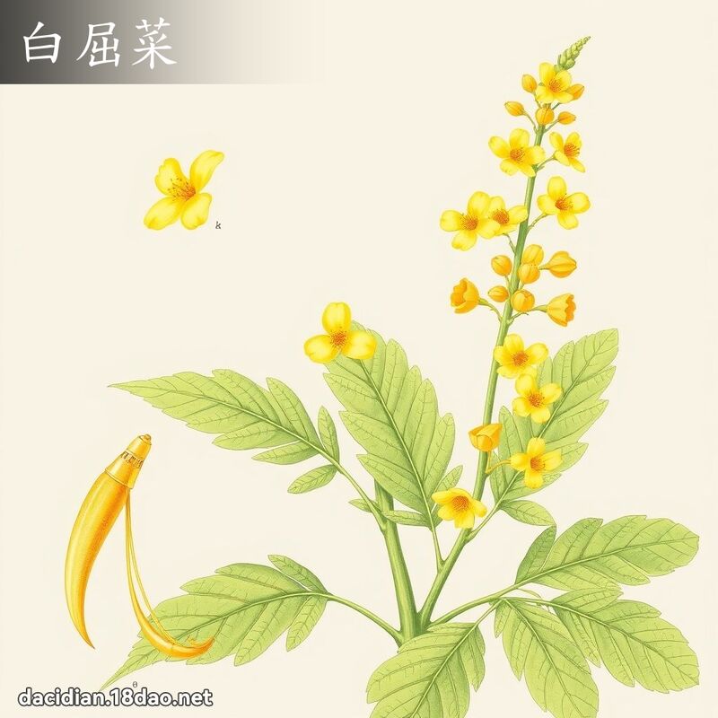 白屈菜 - 国语大辞典配图
