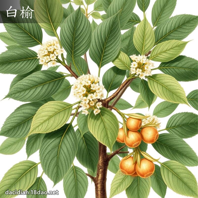 白榆 - 国语大辞典配图