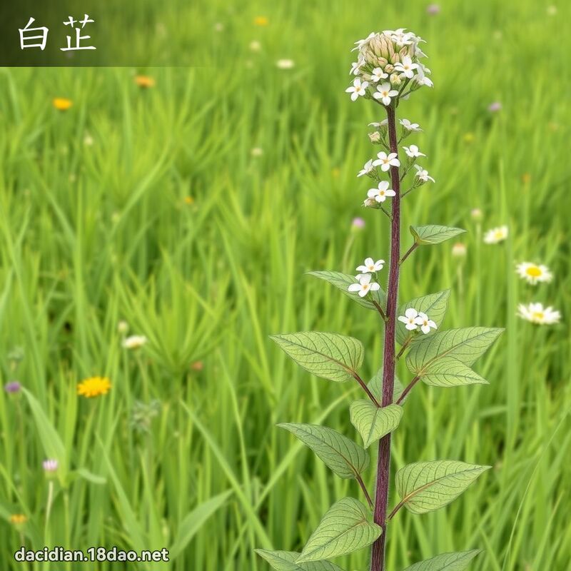 白芷 - 國語大辭典配圖