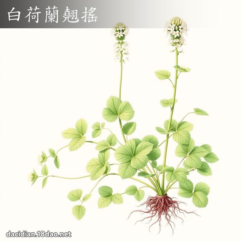 白荷蘭翹搖 - 國語大辭典配圖