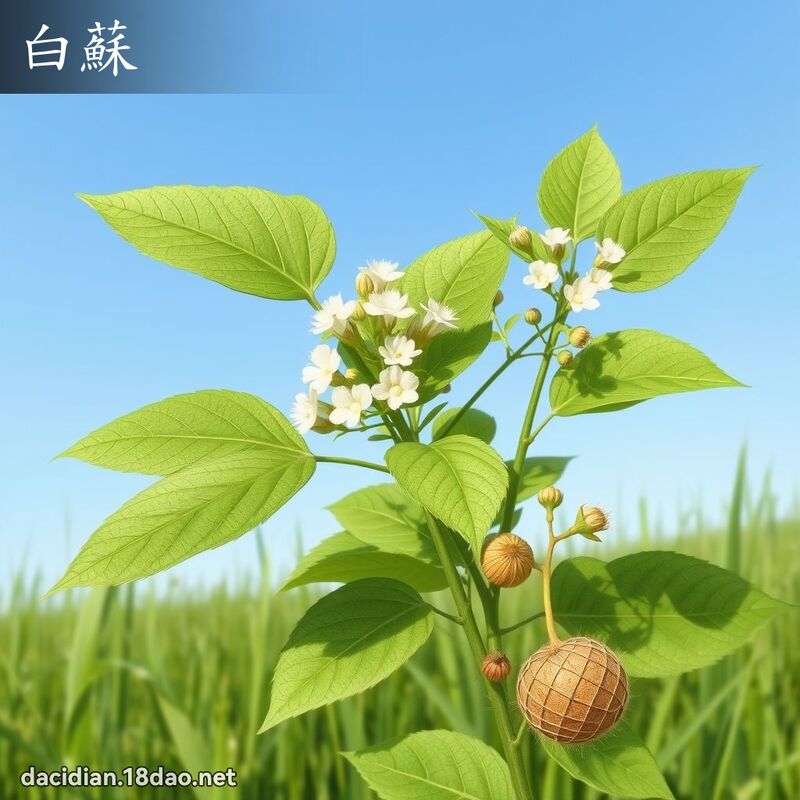 白蘇 - 國語大辭典配圖