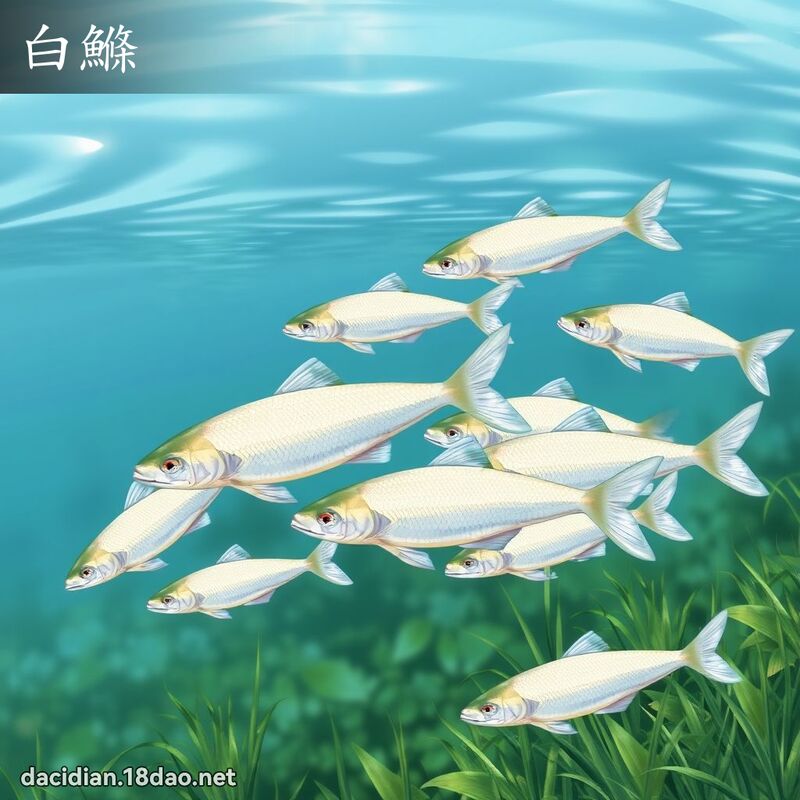 白鰷 - 国语大辞典配图