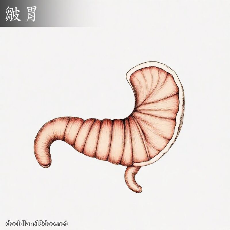 皱胃 - 国语大辞典配图