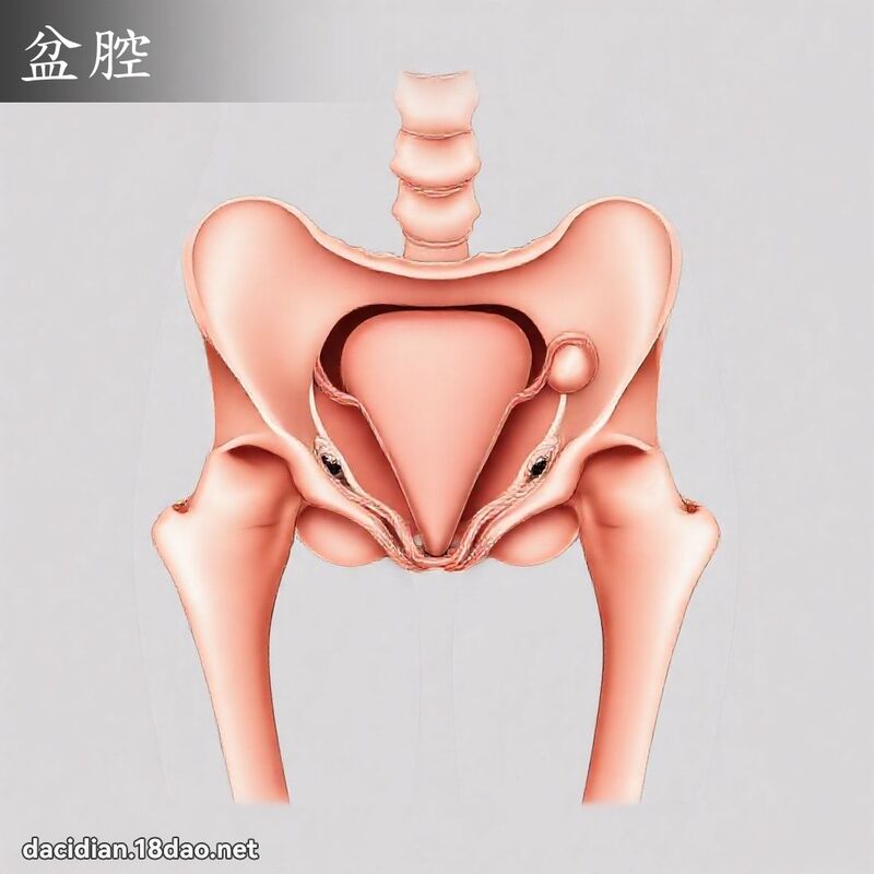 盆腔 - 国语大辞典配图