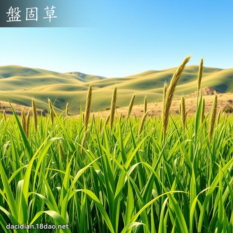 盘固草 - 国语大辞典配图
