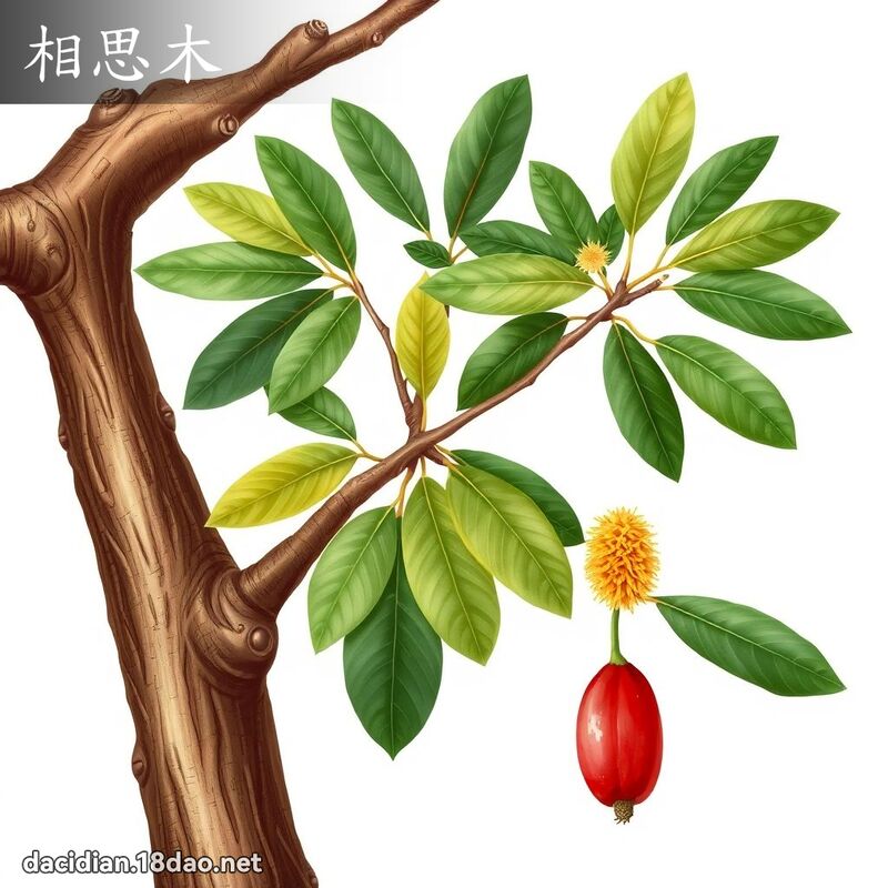 相思木 - 国语大辞典配图