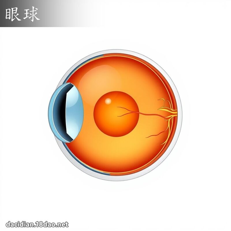 眼球 - 國語大辭典配圖