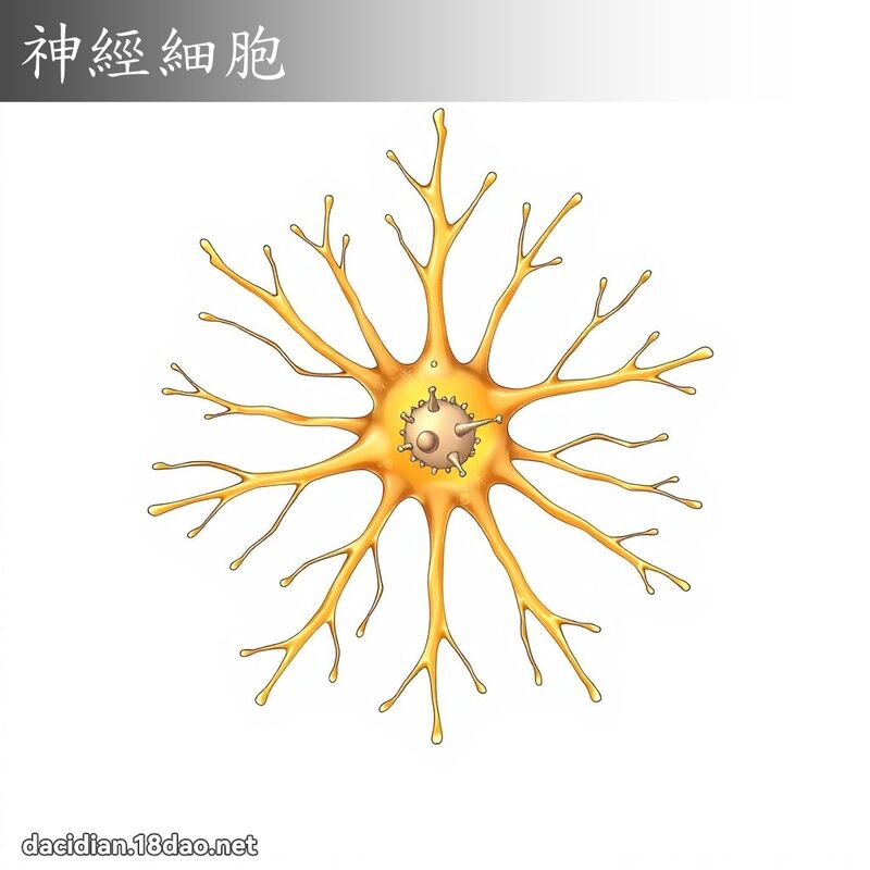 神經細胞 - 國語大辭典配圖