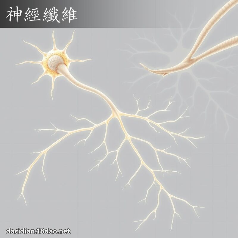 神經纖維 - 國語大辭典配圖