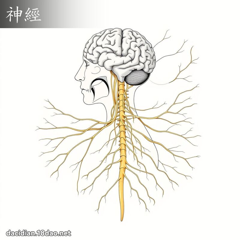神經 - 國語大辭典配圖