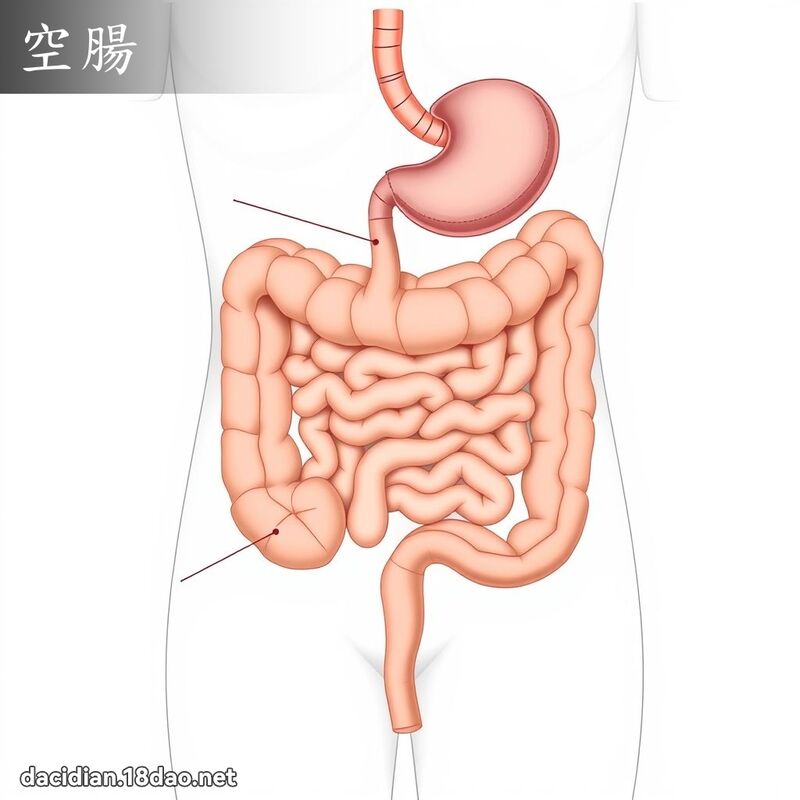 空腸 - 國語大辭典配圖