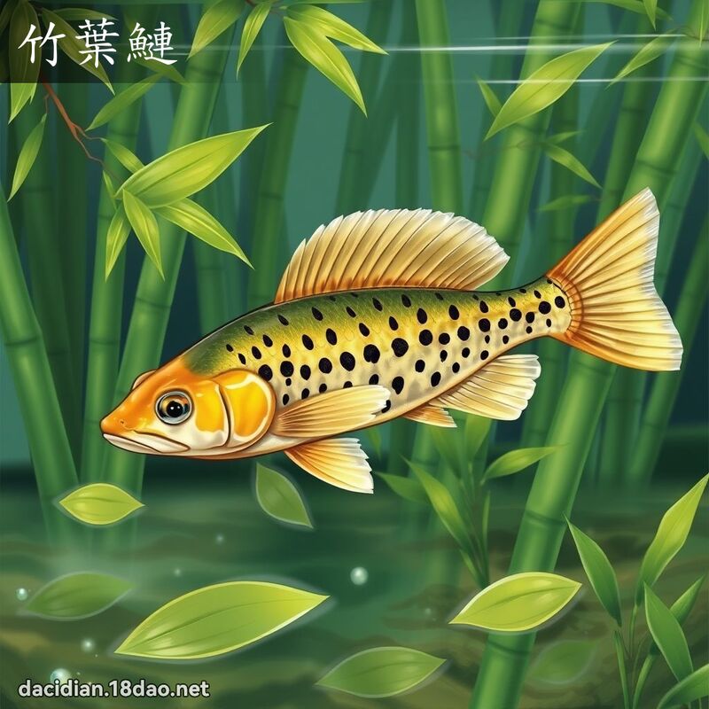 竹叶鰱 - 国语大辞典配图