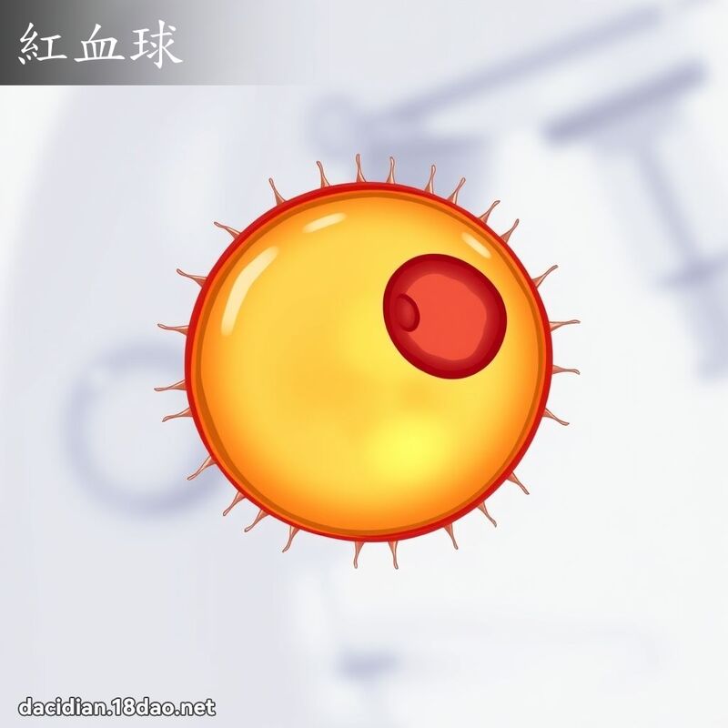红血球 - 国语大辞典配图