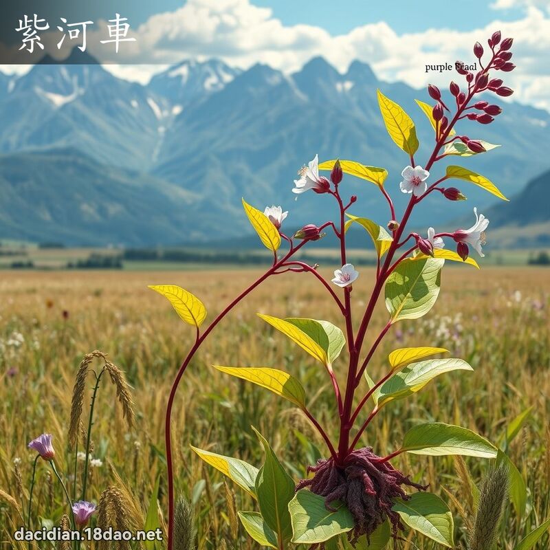 紫河車 - 國語大辭典配圖
