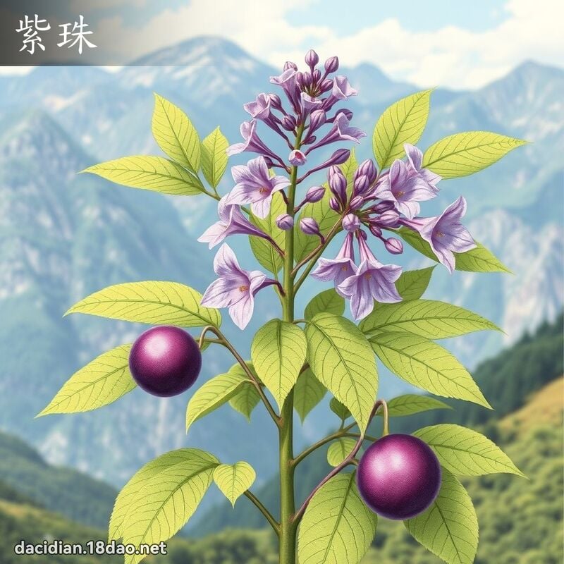 紫珠 - 國語大辭典配圖