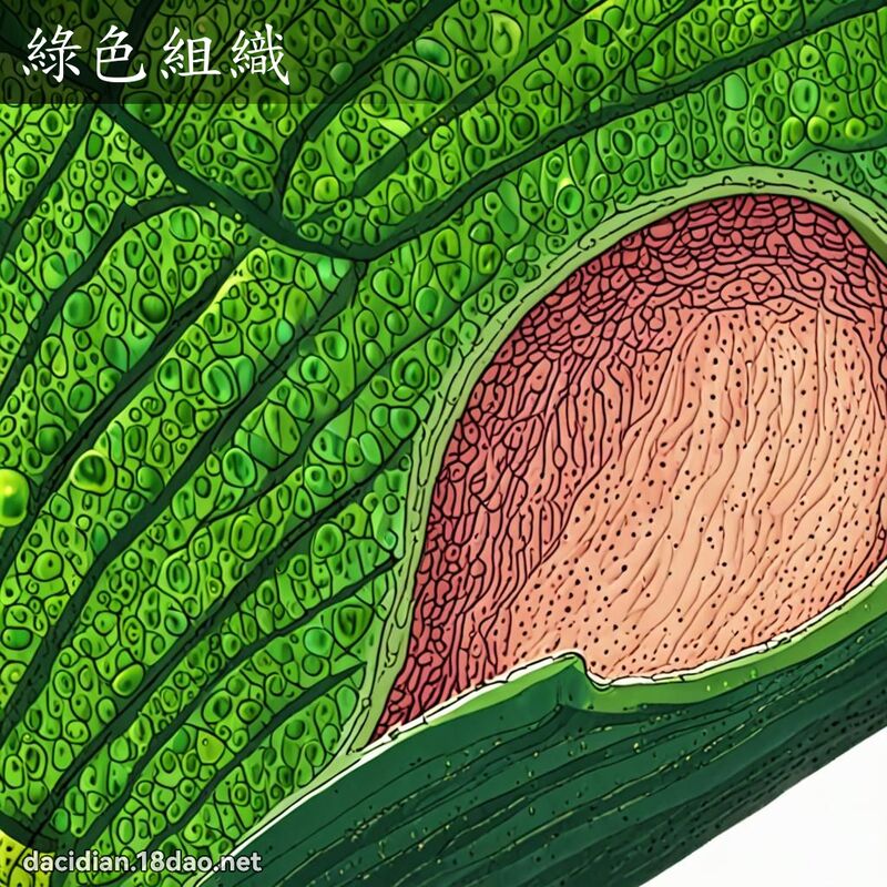 绿色组织 - 国语大辞典配图