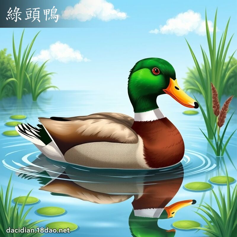 綠頭鴨 - 國語大辭典配圖