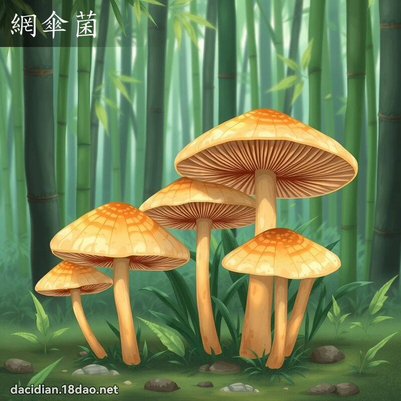 网伞菌 - 国语大辞典配图
