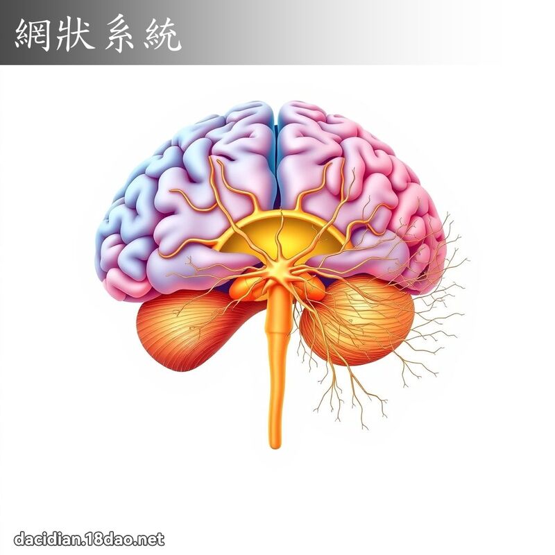 網狀系統 - 國語大辭典配圖
