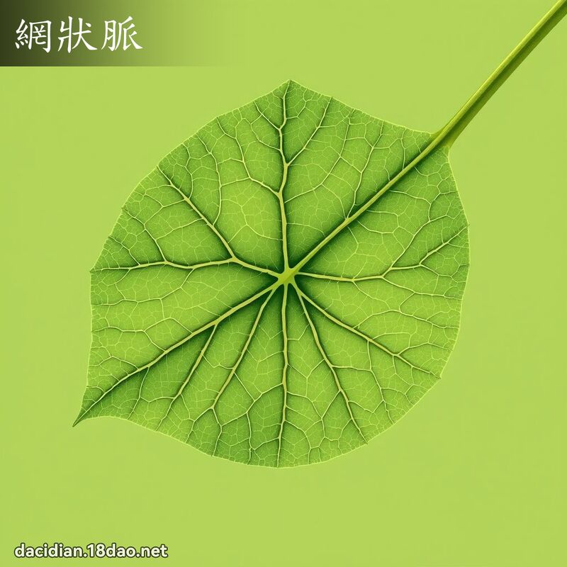 網狀脈 - 國語大辭典配圖