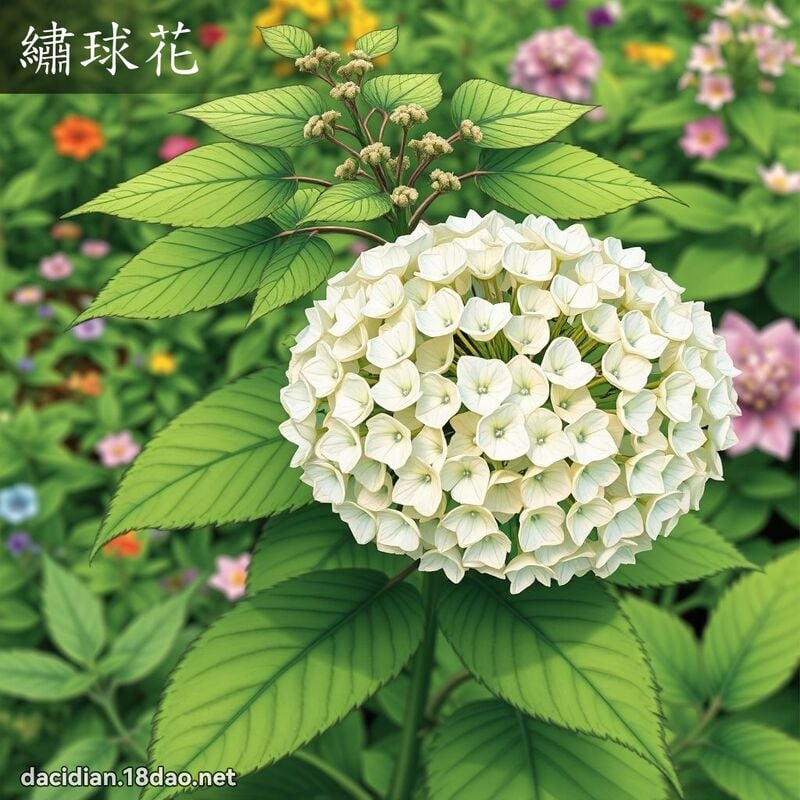 繡球花 - 國語大辭典配圖