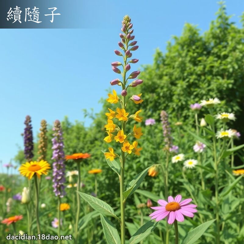 續隨子 - 國語大辭典配圖