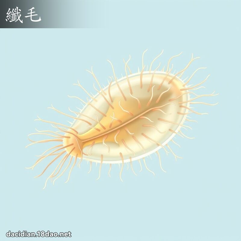 纤毛 - 国语大辞典配图