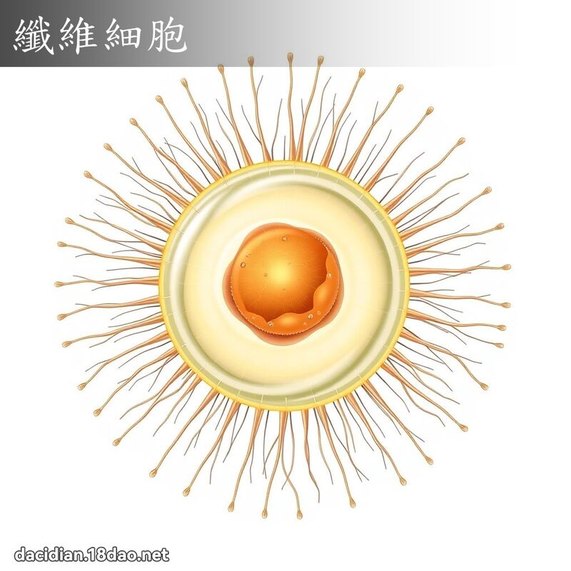 纖維細胞 - 國語大辭典配圖