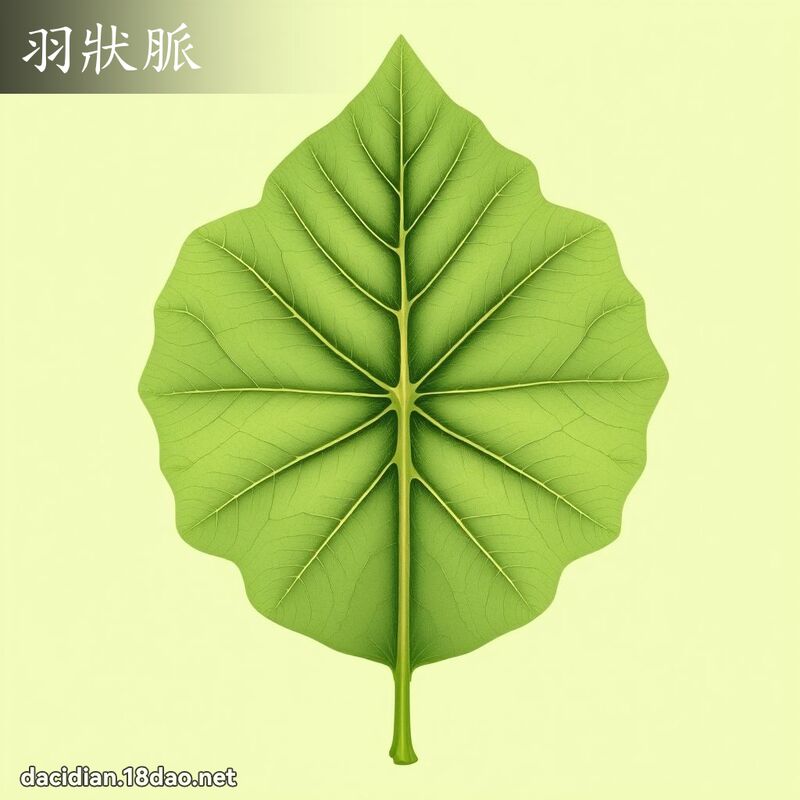 羽狀脈 - 國語大辭典配圖