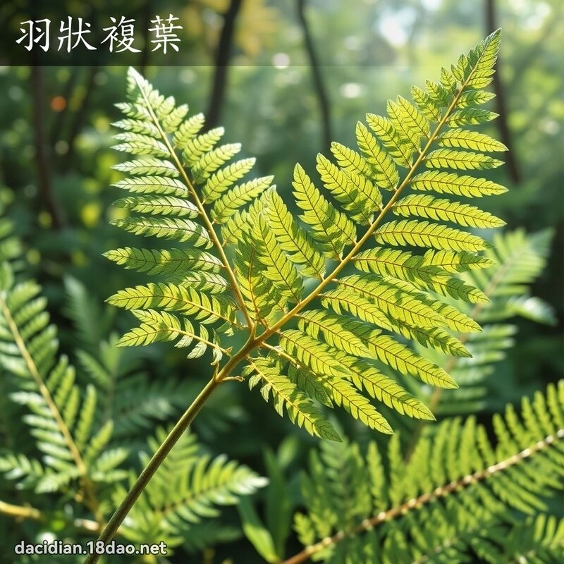 羽狀複葉 - 國語大辭典配圖