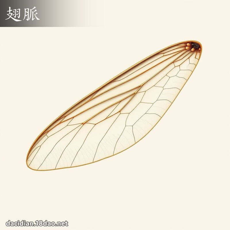 翅脉 - 国语大辞典配图