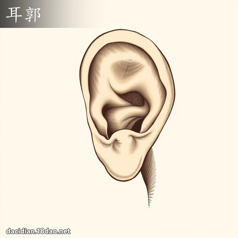 耳郭 - 国语大辞典配图