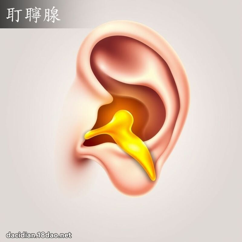 耵聹腺 - 国语大辞典配图